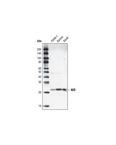 Cell Signaling Aid (30f12) Rabbit mAb