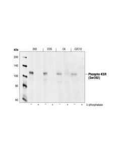 Cell Signaling Phospho-Ksr1 (Ser392) Antibody