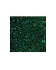 Cell Signaling Phospho-Tau (Thr205) (E7d3e) Rabbit mAb