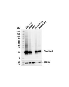 Cell Signaling Claudin-5 (E8F3D) Rabbit mAb 20 uL
