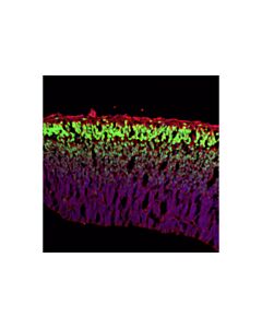 Cell Signaling Tbr1 (D6c6x) Rabbit mAb