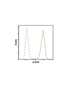 Cell Signaling Beta-Actin (13e5) Rabbit mAb