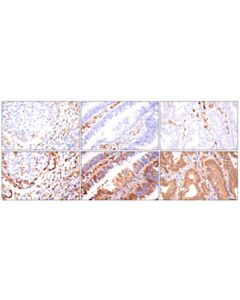 Cell Signaling Taz (E9j5a) Xp® Rabbit mAb (BSA And Azide Free)