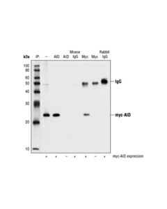 Cell Signaling Aid (L7e7) Mouse mAb