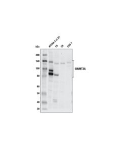 Cell Signaling DNMT3A (E9P2F) Rabbit mAb 20 uL