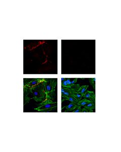 Cell Signaling Cd31 (Pecam-1) (89c2) Mouse mAb (Alexa Fluor 647 Conjugate)