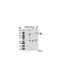 Cell Signaling Nik Antibody