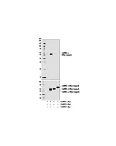Cell Signaling CaMKII-alpha (6G9) Mouse mAb