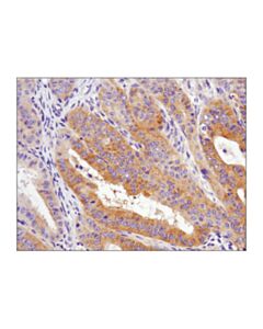 Cell Signaling Phospho-Ampkalpha (Thr172) (D4d6d) Rabbit mAb