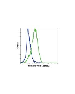 Cell Signaling Phospho-Relb (Ser552) (D41b9) Xp Rabbit mAb