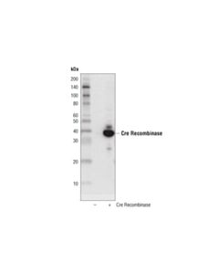 Cell Signaling Cre Recombinase (D7l7l) Xp  Rabbit mAb (Hrp Conjugate)