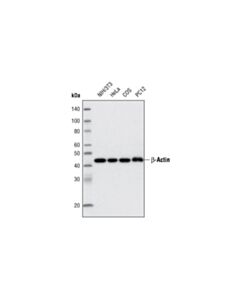 Cell Signaling Beta-Actin (13e5) Rabbit mAb (Biotinylated)