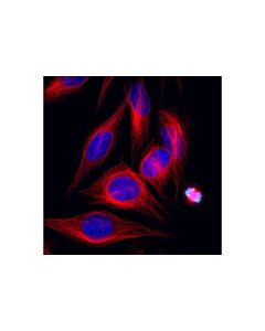 Cell Signaling Alpha-Tubulin (11h10) Rabbit mAb (Alexa Fluor 555 Conjugate)