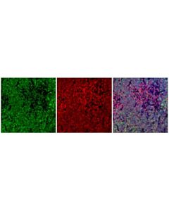 Cell Signaling Tcf1/Tcf7 (E6o1k) Rabbit mAb (Alexa Fluor 488 Conjugate)