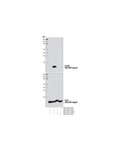 Cell Signaling S100a1 Antibody