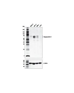 Cell Signaling Angiopoietin-2 (D200) Antibody