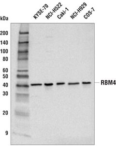 Cell Signaling Rbm4 Antibody