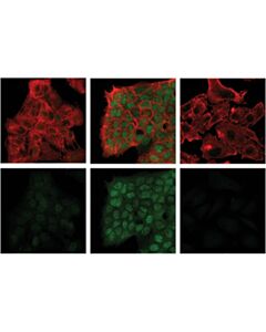 Cell Signaling Phospho-Stat3 (Ser727) (D4x3c) Rabbit mAb (BSA And Azide Free)