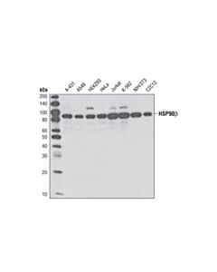 Cell Signaling Hsp90beta Antibody