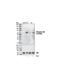Cell Signaling Phospho-Akt (Thr308) (L32a4) Mouse mAb