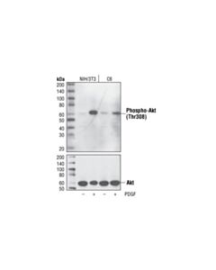 Cell Signaling Phospho-Akt (Thr308) (L32A4) Mouse mAb 20 uL