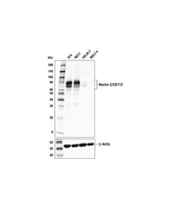 Cell Signaling Nectin-2/Cd112 (D8d3f) Xp ® Rabbit mAb (BSA And Azide Free)