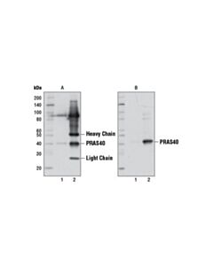 Cell Signaling Mouse Anti-Rabbit Igg (Conformation Specific) (L27a9) mAb (Hrp Conjugate)