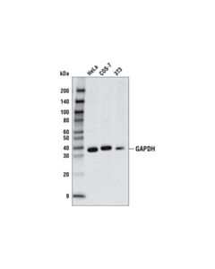 Cell Signaling Gapdh (D4c6r) Mouse mAb (Hrp Conjugate)