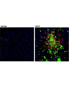 Cell Signaling Beta-Amyloid (D54d2) Xp Rabbit mAb (Alexa Fluor 488 Conjugate)