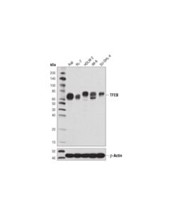 Cell Signaling Tfeb (D2o7d) Rabbit mAb (BSA And Azide Free)