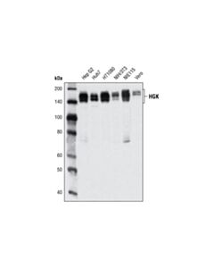 Cell Signaling HGK (D19H10) Rabbit mAb 20 uL