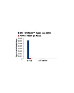 Cell Signaling Srf (D71a9) Xp Rabbit mAb
