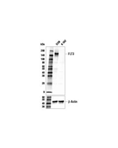 Cell Signaling Flt3 (8f2) Rabbit mAb (Biotinylated)