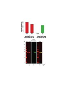 Cell Signaling Anti-Rabbit Igg (H+L) (Dylight 800 4x Peg Conjugate)