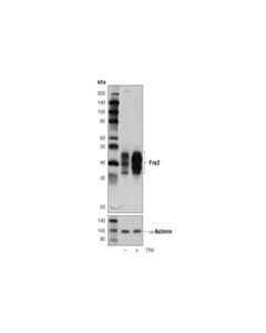 Cell Signaling Fra2 (D2f1e) Rabbit mAb (Bsa And Azide Free)