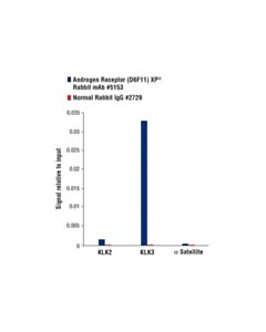 Cell Signaling Androgen Receptor (D6f11) Xp Rabbit mAb
