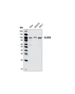 Cell Signaling CLOCK (D45B10) Rabbit mAb 20 uL