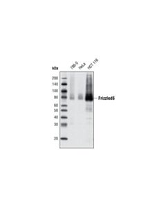 Cell Signaling Frizzled6 (D16e5) Rabbit mAb