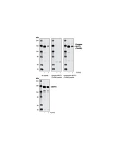 Cell Signaling Phospho-Mypt1 (Thr696) Antibody