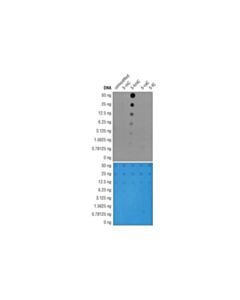 Cell Signaling 5-Hydroxymethylcytosine (5-Hmc) (Hmc31) Mouse mAb