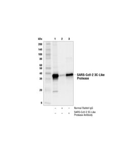 Cell Signaling Sars-Cov-2 3c-Like Protease Antibody