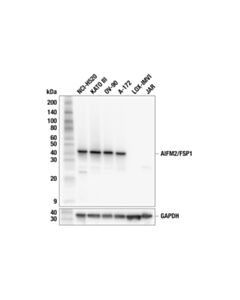 Cell Signaling AIFM2/FSP1 (F7A3L) Rabbit mAb 20 uL