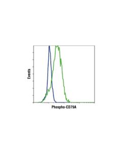 Cell Signaling Phospho-Cd79a (Tyr182) Antibody