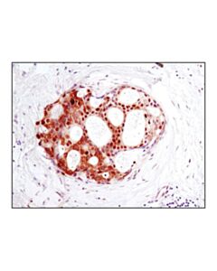 Cell Signaling Gapdh (D16h11) Xp Rabbit mAb