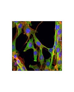 Cell Signaling Gapdh (D16h11) Xp Rabbit mAb