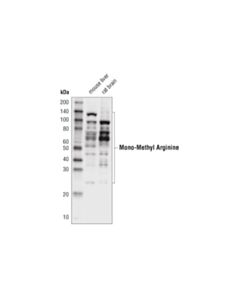 Cell Signaling Mono-Methyl Arginine [Mme-R] Multimab Rabbit mAb Mix (Hrp Conjugate)