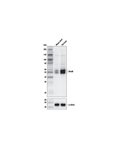 Cell Signaling Neun (D4g4o) Xp Rabbit mAb (Biotinylated)