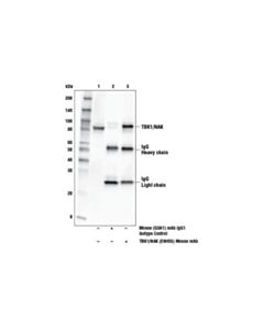 Cell Signaling Tbk1/Nak (E9h5s) Mouse mAb