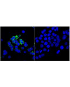 Cell Signaling Cd133 (D2v8q) Xp® Rabbit mAb (BSA And Azide Free)
