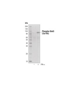Cell Signaling Phospho-Stat3 (Tyr705) (D3a7) Xp Rabbit mAb (Hrp Conjugate)